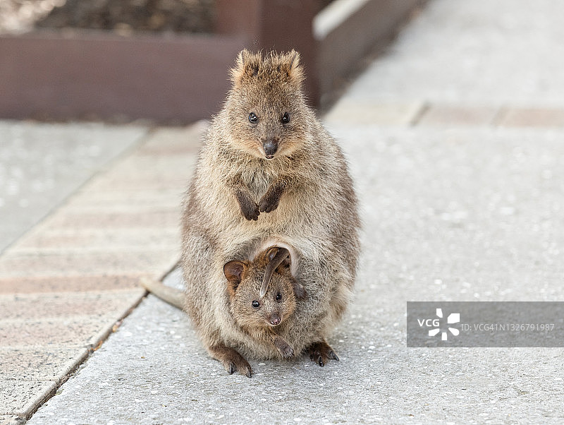 短尾矮袋鼠一家图片素材