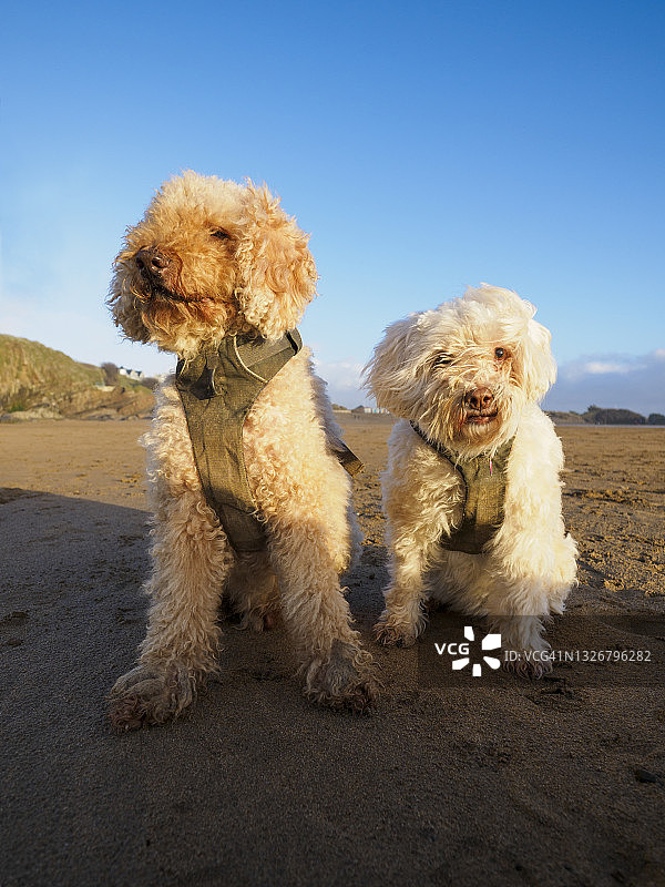 英国康沃尔布德海滩上的两只狗图片素材