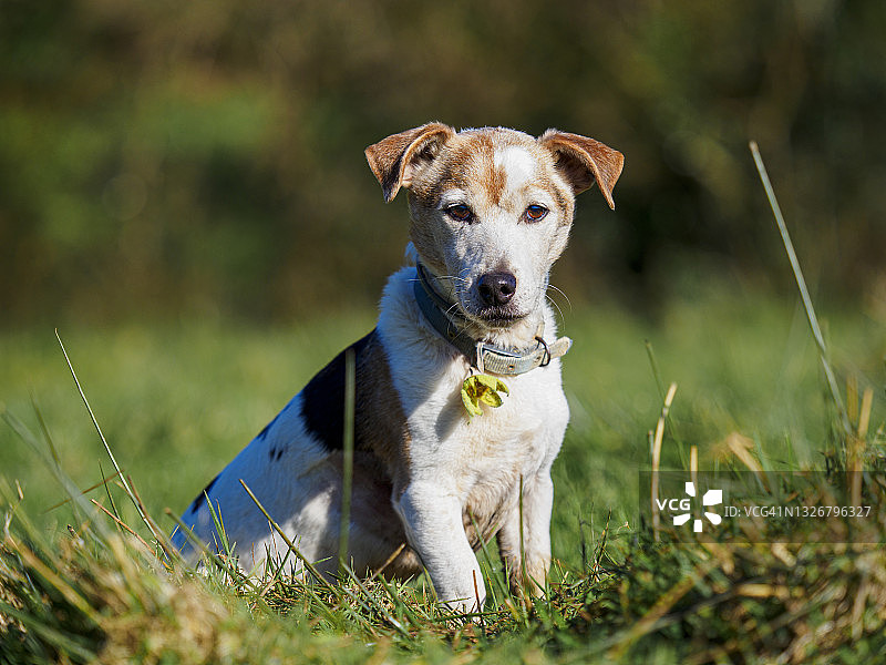 英国乡村的老杰克罗素犬图片素材