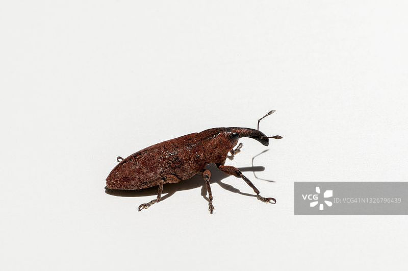 Lixus象鼻虫图片素材