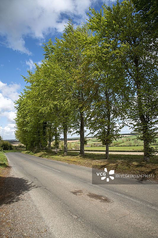 英国汉普郡，贝辛斯托克南部托特福德的春日林荫路图片素材