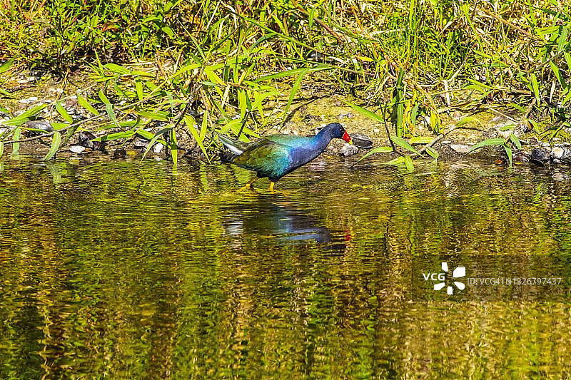 佛罗里达州萨拉索塔米亚卡河州立公园紫水鸡图片素材