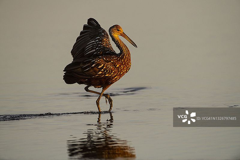 佛罗里达州，萨拉索塔，Myakka河州立公园，涉水鸟，觅食，Limpkin图片素材