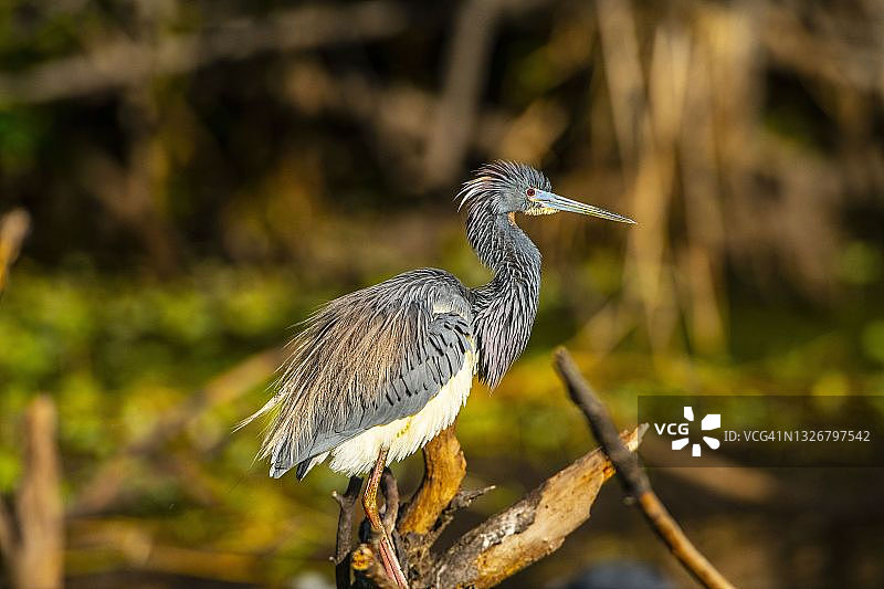 佛罗里达州萨拉索塔米亚卡河州立公园涉水觅食路易斯安那三色鹭图片素材