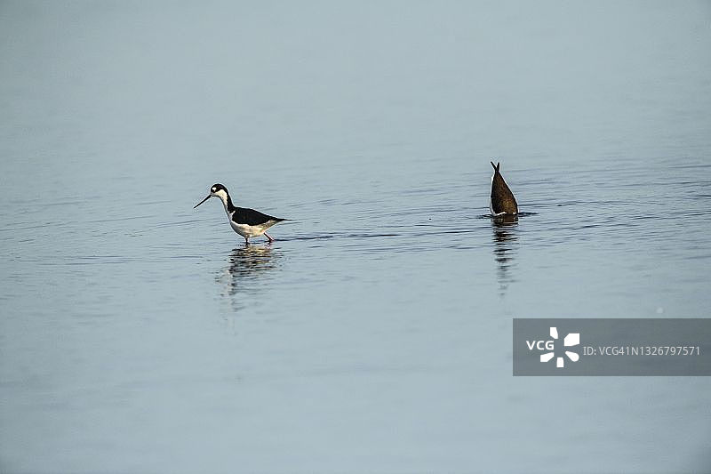 佛罗里达州萨拉索塔：Myakka河州立公园涉水黑颈长脚鹬图片素材
