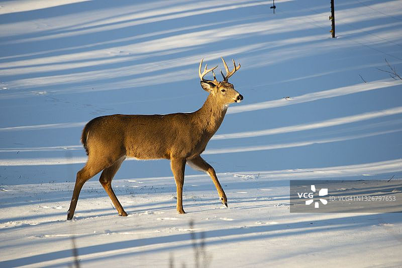 白尾雄鹿图片素材