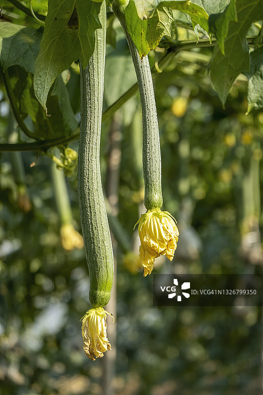 温室里悬挂在葡萄藤上的丝瓜络图片素材