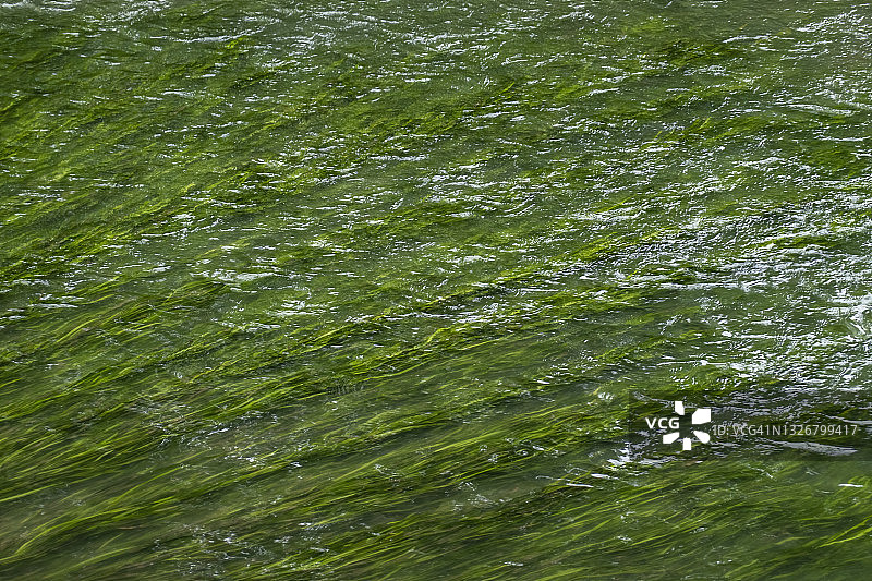 河流中水草形成的抽象图案图片素材