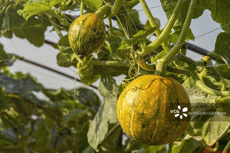 温室里悬挂在藤蔓上的黄色南瓜图片素材