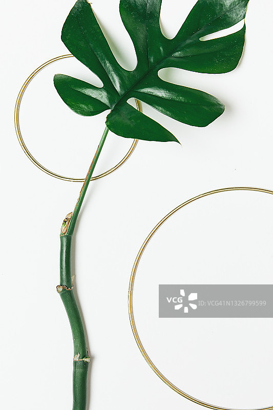 植物，夏天，叶子，边框， 龟背竹图片素材