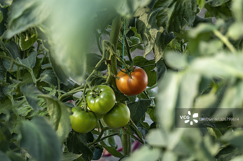 温室里悬挂在藤蔓上的青色番茄图片素材