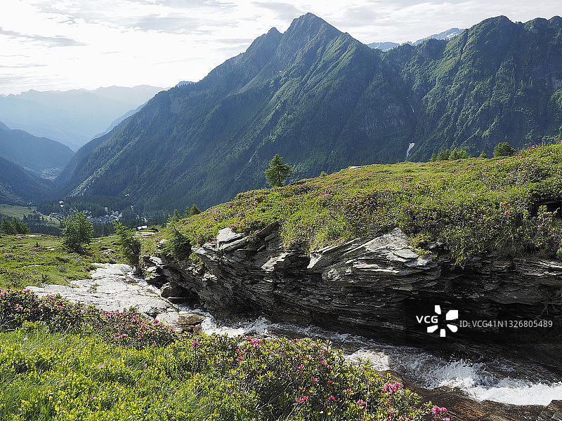 博斯科古林山区溪流旁的开花杜鹃图片素材