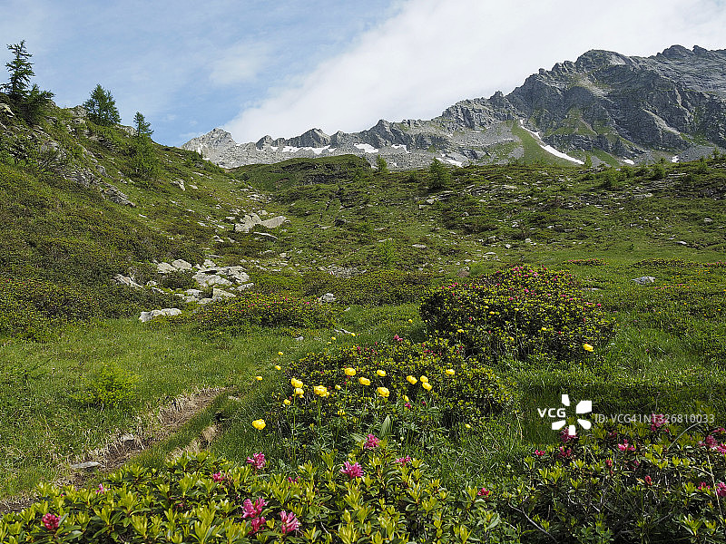 博斯科古林附近罗瓦纳山谷的毛茛和高山玫瑰徒步道图片素材