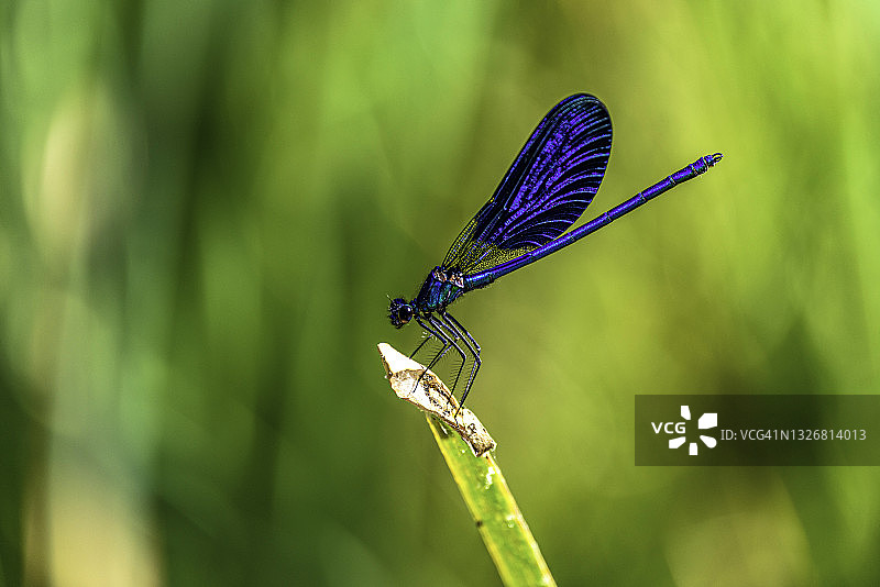 蓝色蜻蜓图片素材
