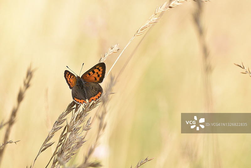 小火蛱蝶图片素材