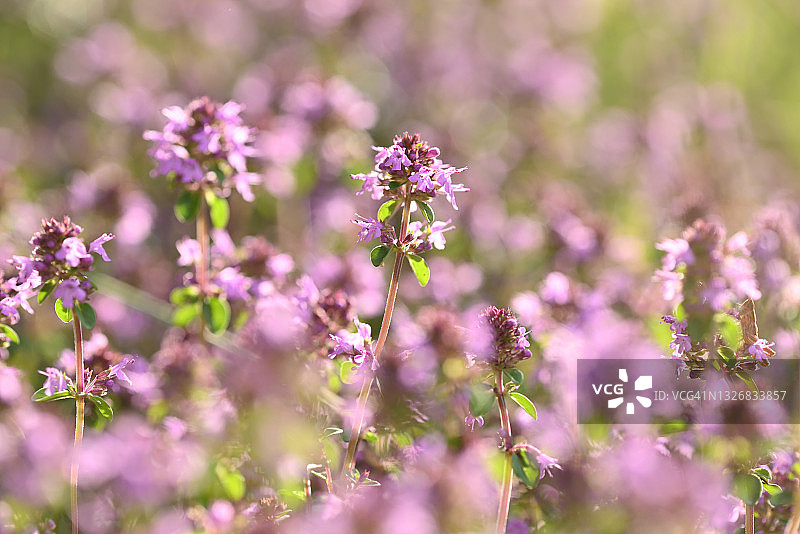沙地百里香图片素材
