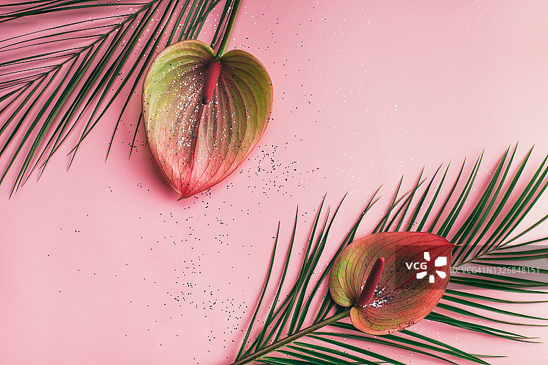粉色背景上的银色闪光掌叶红掌花，热带节日概念，扁平风格特写图片素材