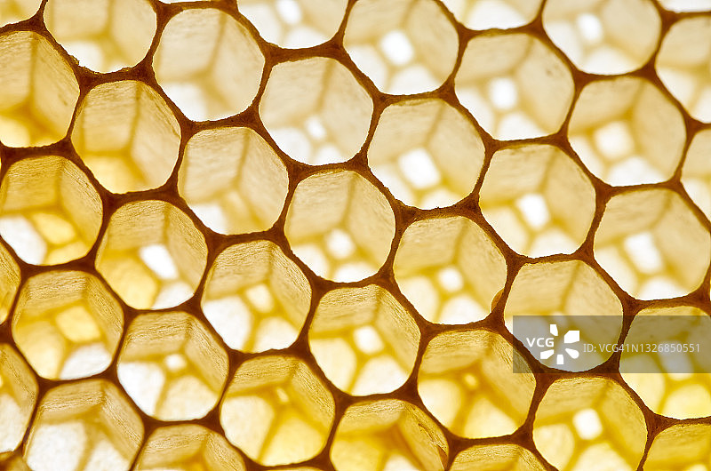 蜂窝特写图片素材