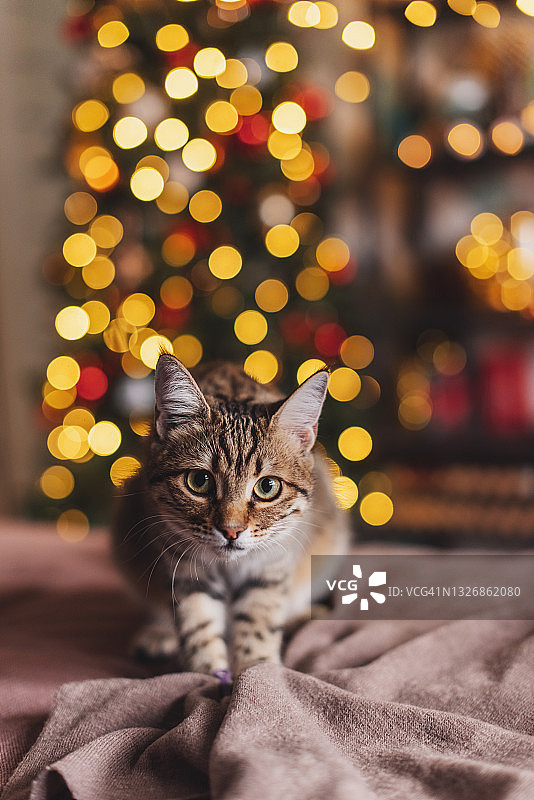 虎斑猫在圣诞树旁玩耍，圣诞节假日图片素材