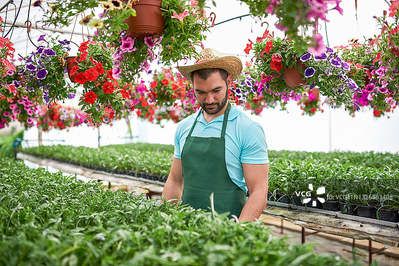 花卉温室里的工人图片素材