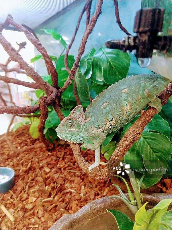 变色龙图片素材