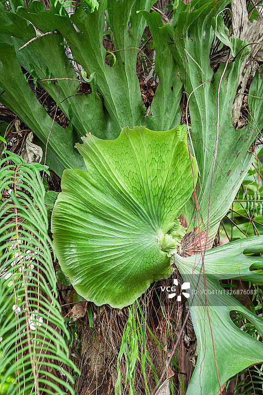 雨季中的克雷奇加西达植物图片素材
