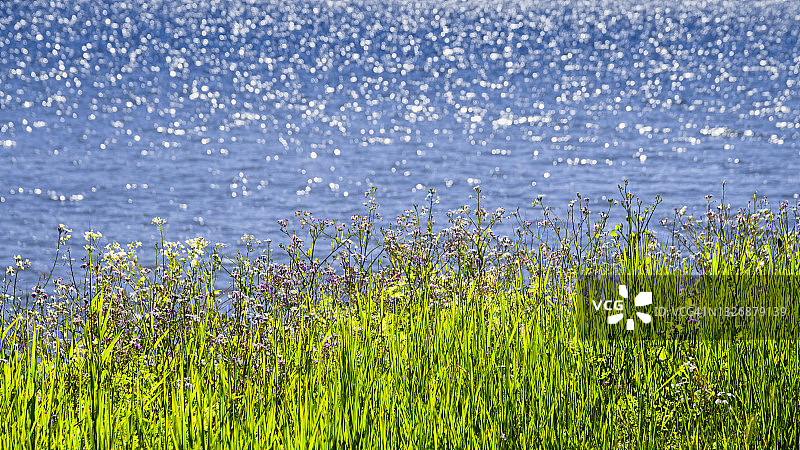 海边的草地图片素材