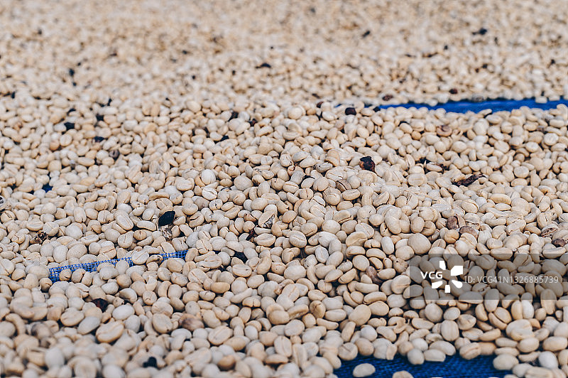 阳光下干燥的咖啡樱桃：咖啡樱桃的干燥处理方法图片素材