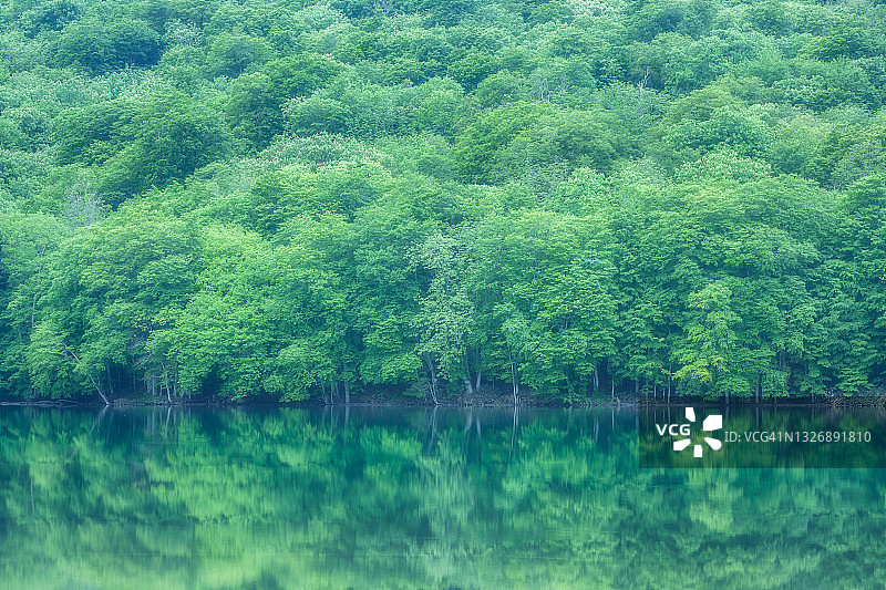 水边绿地森林图片素材