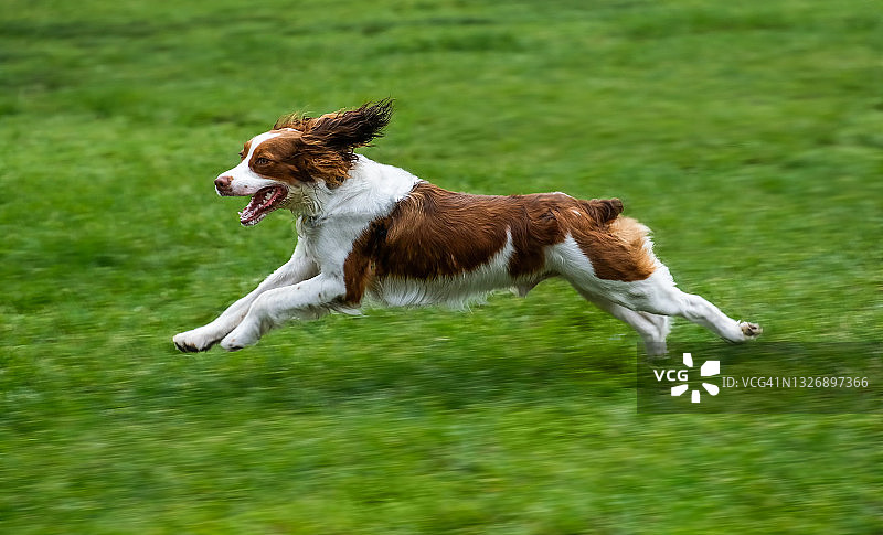 草坪上奔跑的英国激飞猎犬图片素材