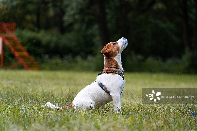 公园里的杰克罗素梗犬图片素材