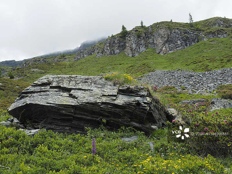 博斯科古林附近罗瓦纳山谷的早紫兰和高山玫瑰图片素材