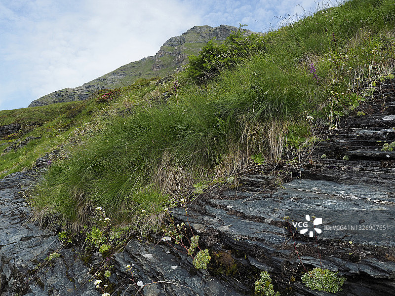罗瓦纳山谷博斯科古林附近岩石上的高山虎耳草。图片素材