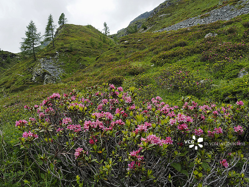 博斯科古林附近的落叶松和高山玫瑰图片素材