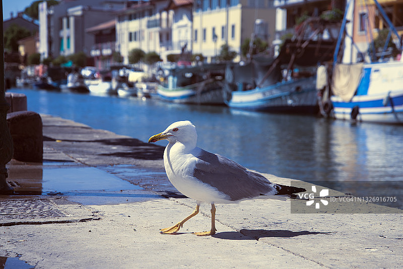 码头上的海鸥图片素材