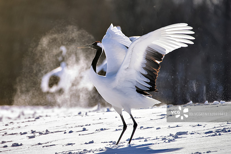 冬季钏路鹤居伊藤丹顶鹤保护区雪山上跳舞的日本红顶鹤图片素材