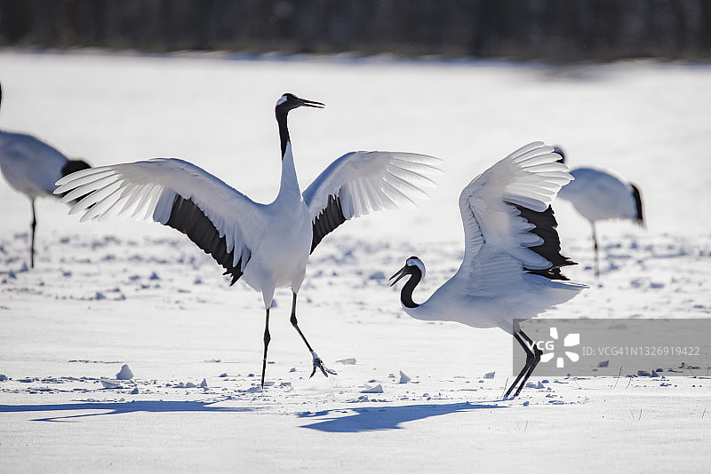 两只日本红顶鹤在冬季雪山上跳舞，位于日本北海道钏路鹤居伊藤丹顶鹤保护区图片素材
