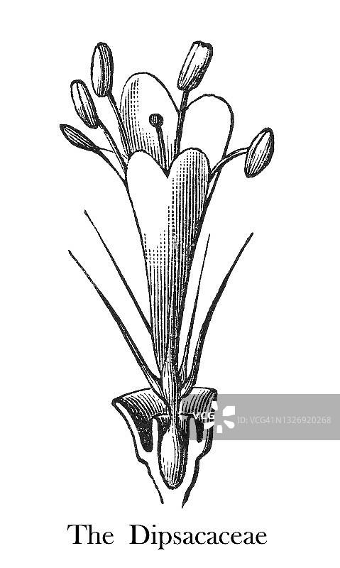 川续断科植物古老雕刻植物学插图图片素材