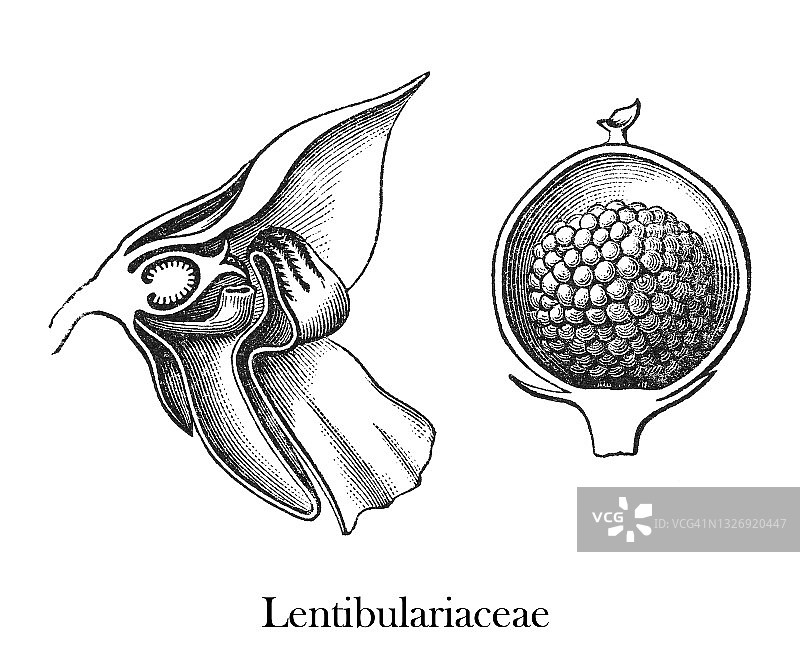狸藻科植物古老雕刻插图图片素材