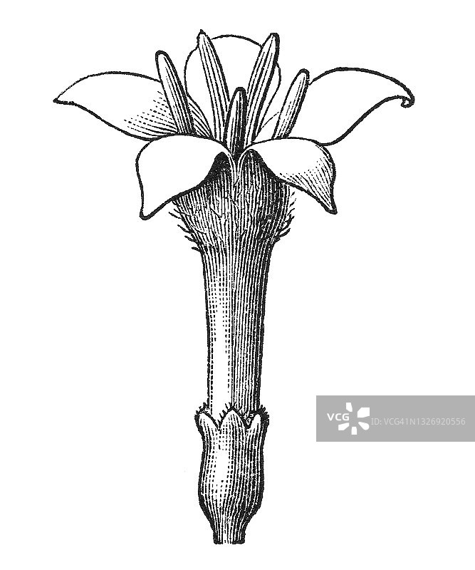 植物学古版画：咖啡、茜草或床草花图片素材
