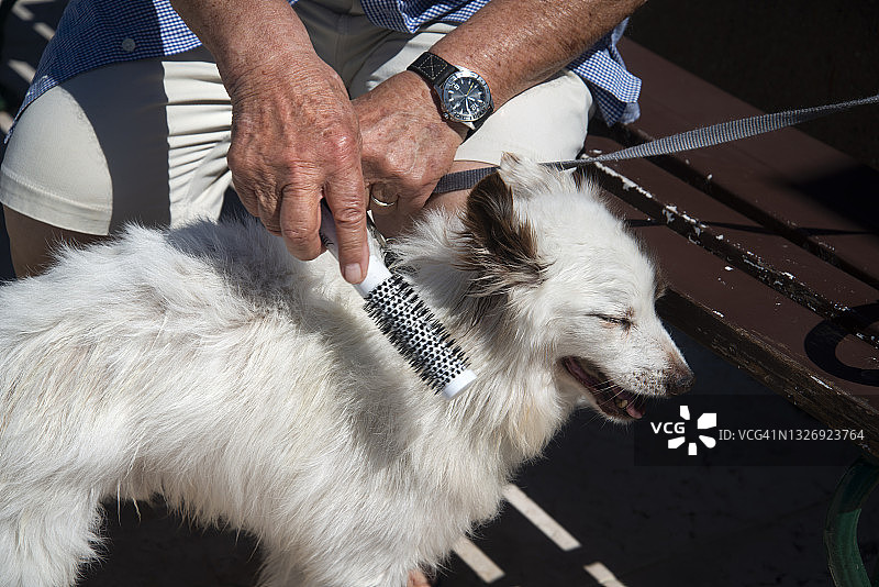 梳理狗狗图片素材