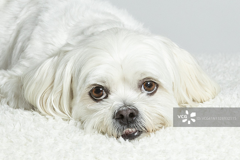 白色狗图片素材