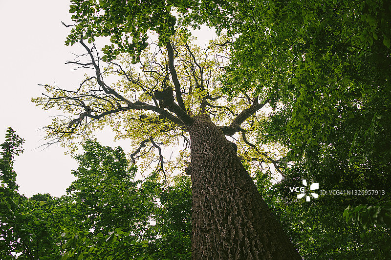 乌克兰 Trigorie 和 Denishi 村附近的 600 年古老橡树，底部视角图片素材