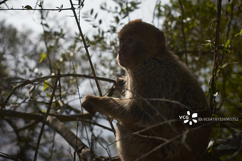 树上的猴子图片素材