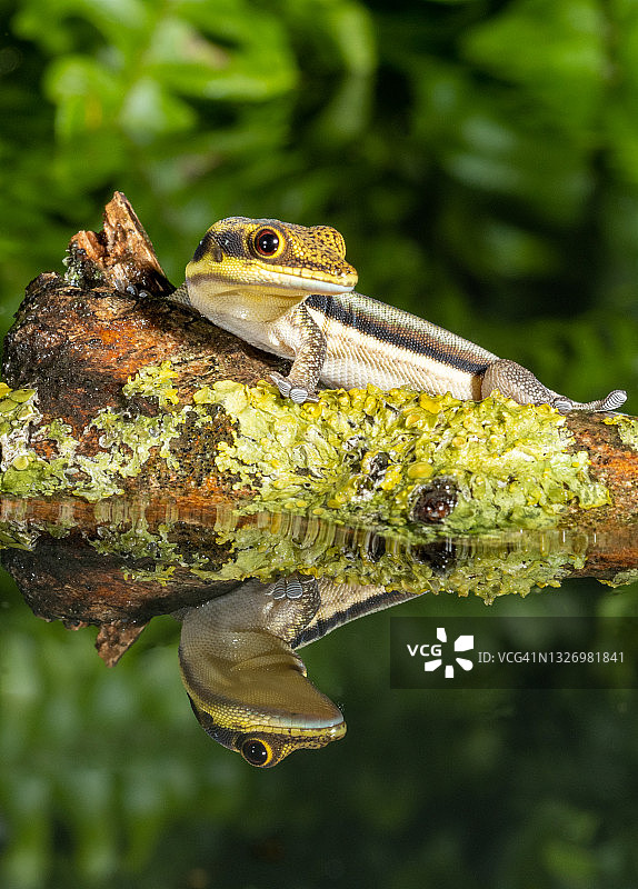 黄头日间壁虎图片素材