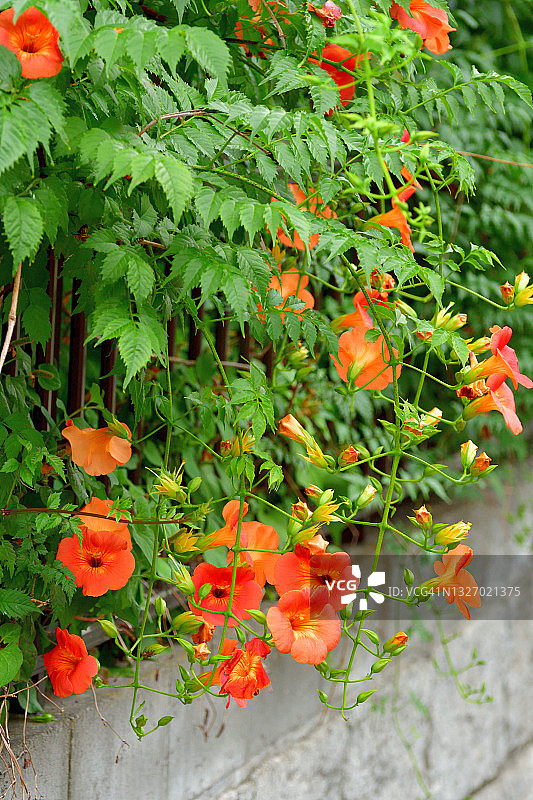 美国凌霄图片素材