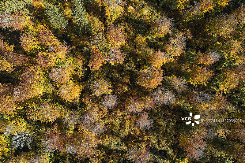 德国巴登-符腾堡州海登海姆森林中秋季树木的航拍全景图片素材