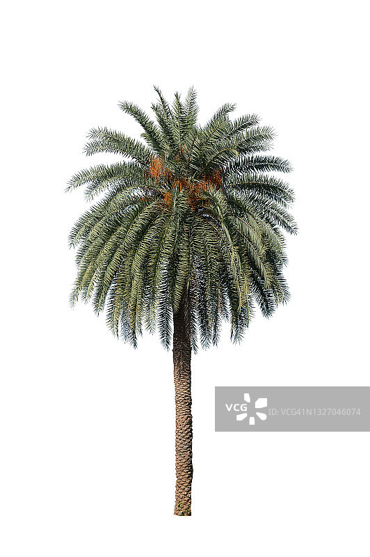白色背景上的棕榈树图片素材