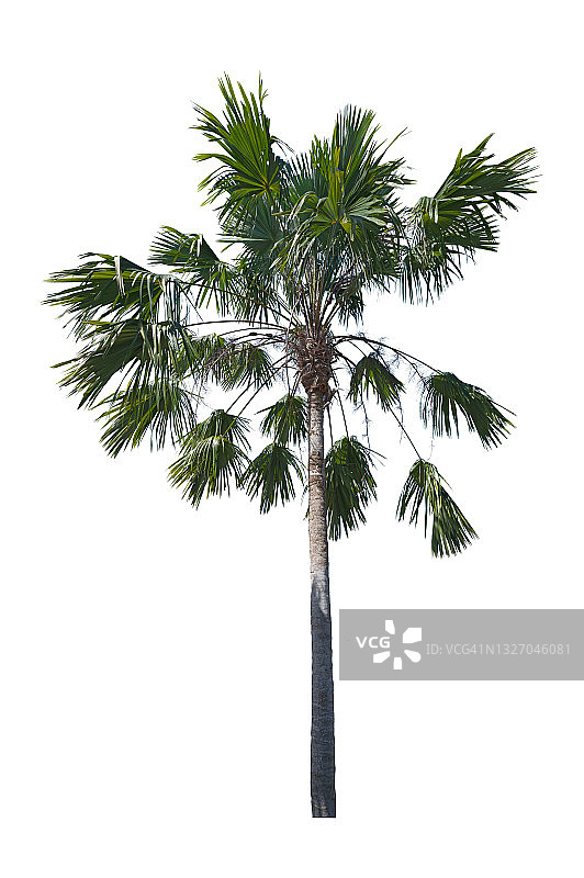 白色背景下的棕榈树图片素材