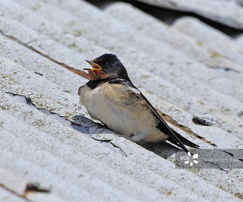 燕子[Hirundo rustica]图片素材